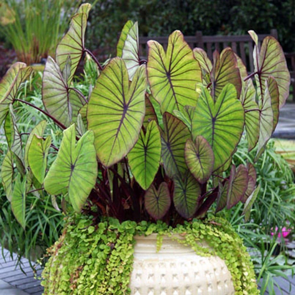 Blue Hawaii – Planta viva de oreja de elefante – Alocasia – Planta de inicio Wellspring Gardens – Bulbos de alojasia raros – Planta tropical exótica
