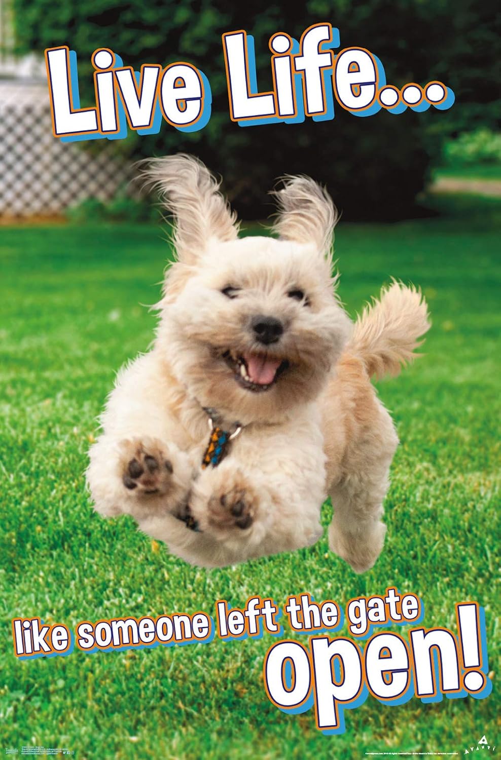 Trends International Avanti – Póster de pared Dog Joy, 22.375 x 34 pulgadas, versión sin marco