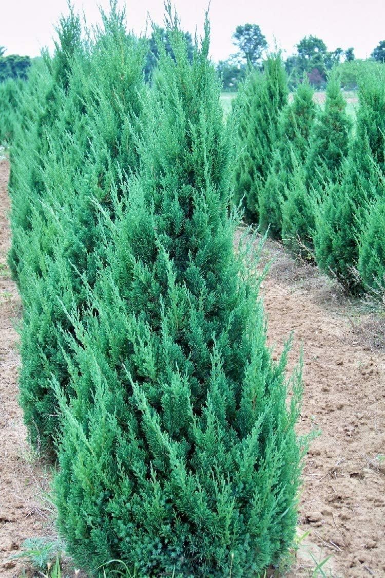Blue Point Juniper  20 árboles vivos  Juniperus Chinensis  Plantas de hoja perenne de bajo mantenimiento tolerantes a la sequía