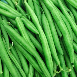 String Bean Bush Blue Lake  Más de 50 semillas +  Semillas sin OMG, semillas de reliquia, cultiva tu propia comida  Semillas de vegetales para String Bean Bush Blue Lake  Más de 50 semillas +  Semillas sin OMG, semillas de reliquia, cultiva tu propia comida  Semillas de vegetales para