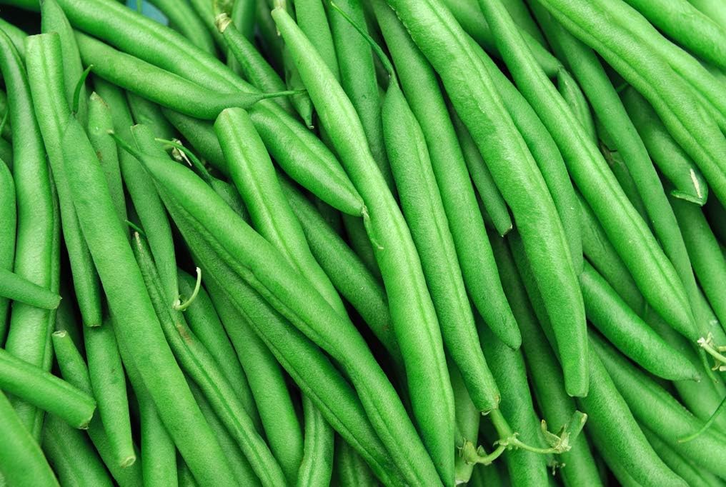 String Bean Bush Blue Lake  Más de 50 semillas +  Semillas sin OMG, semillas de reliquia, cultiva tu propia comida  Semillas de vegetales para
