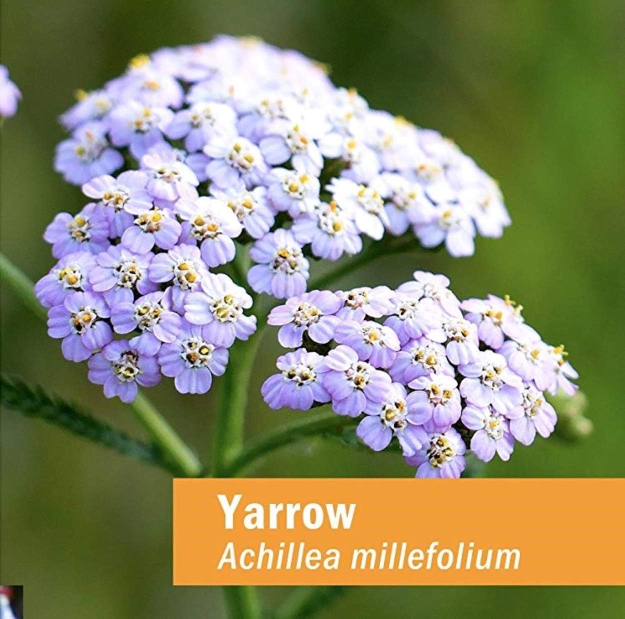 Herb Pharm Extracto líquido Yarrow Flowering Tops – 1 onza