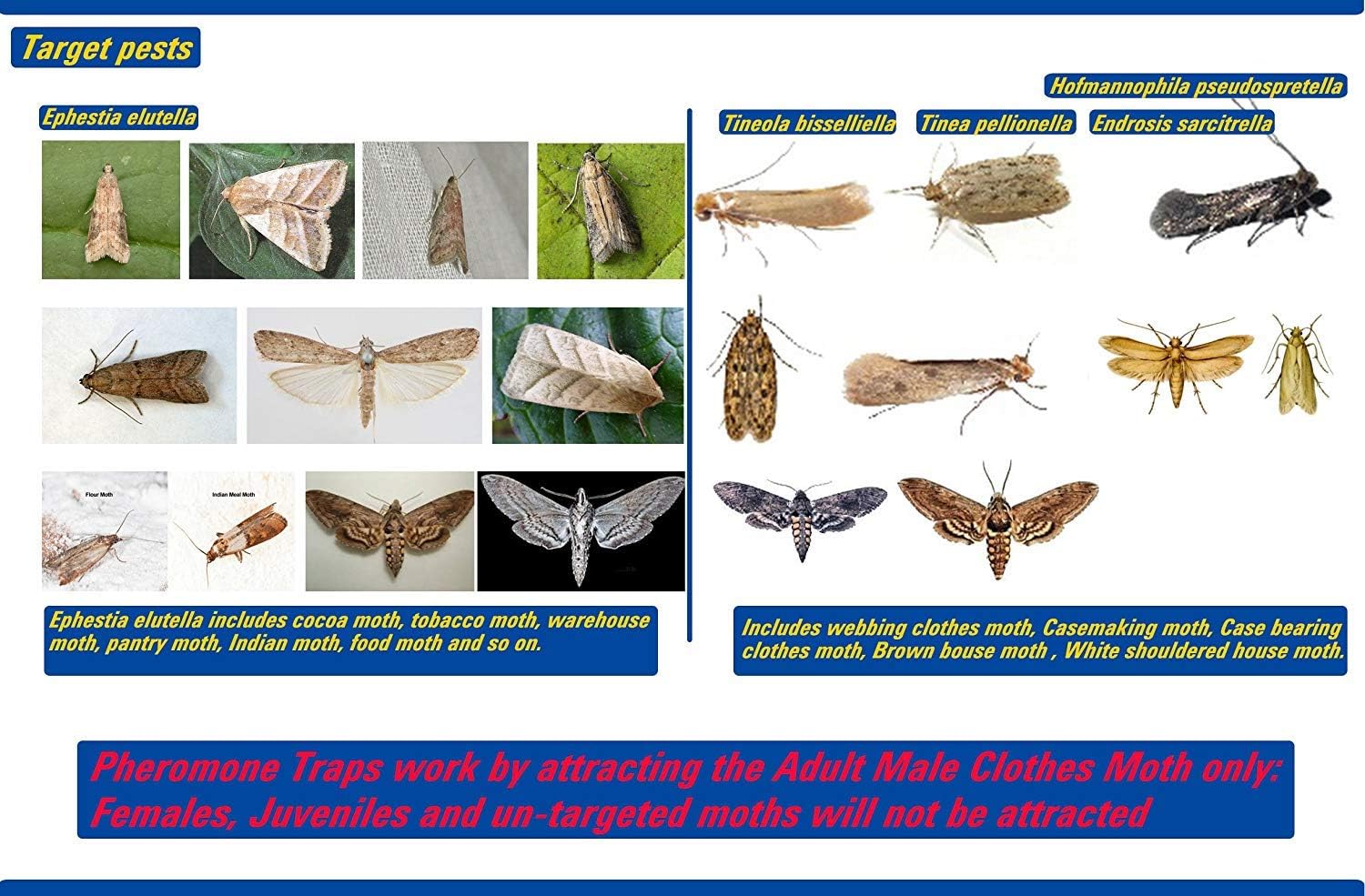 Trampas para polilla para ropa y despensa con feromona atrayente, segura, no tóxica sin insecticidas
