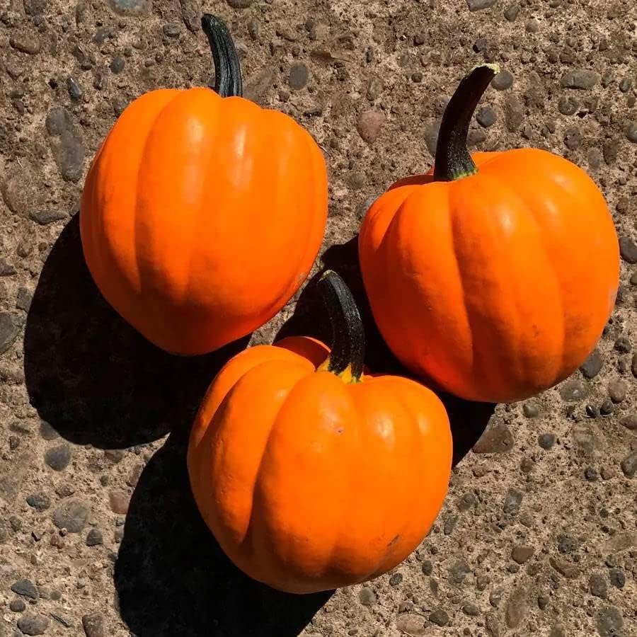 Park Seed Goldilocks F1 – Semillas de calabaza de bellota, paquete de 20 semillas