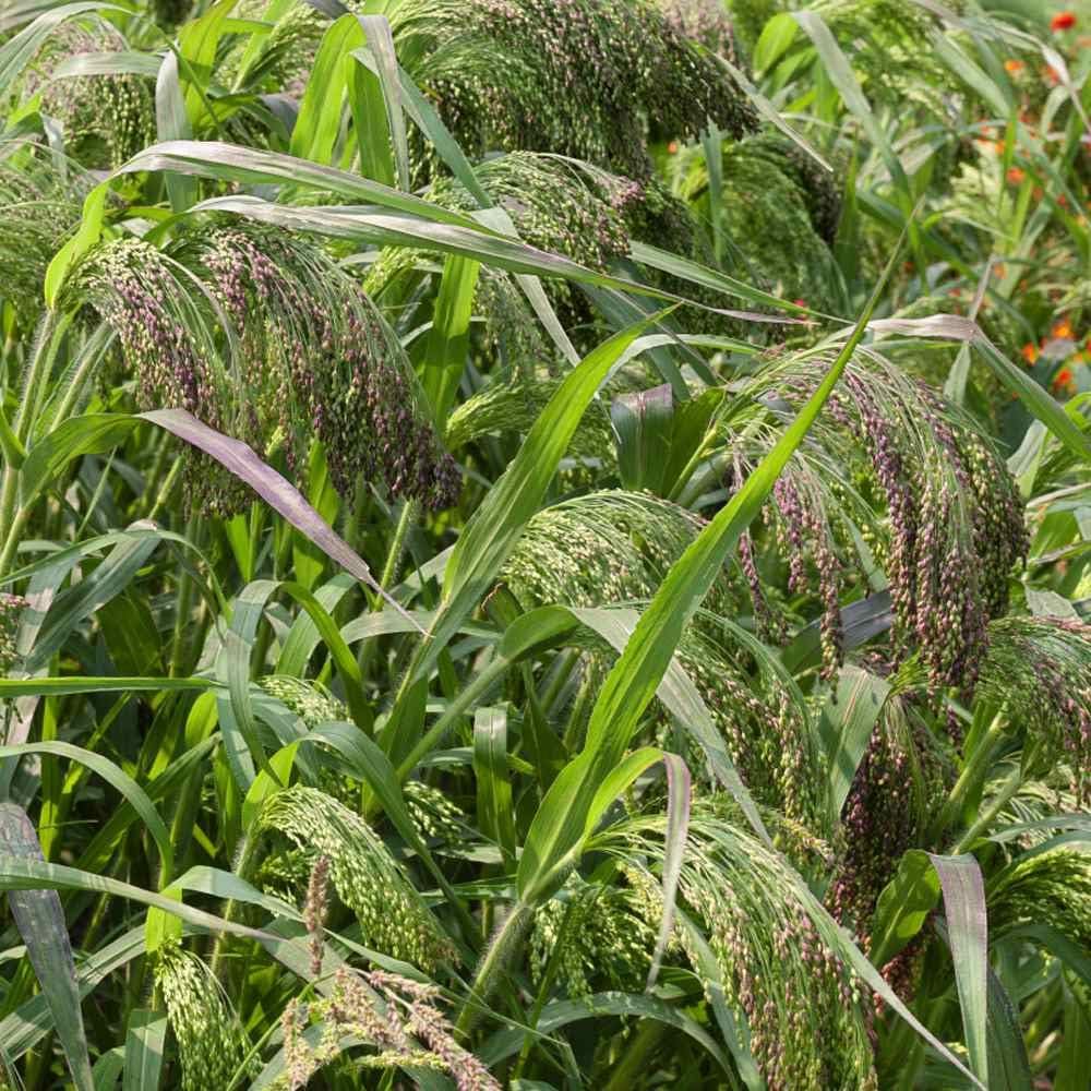 Outsidepride – 2000semillas de la hierba ornamental anual Panicum Violaceum (mijo morado Panic Grass) para sembrar.