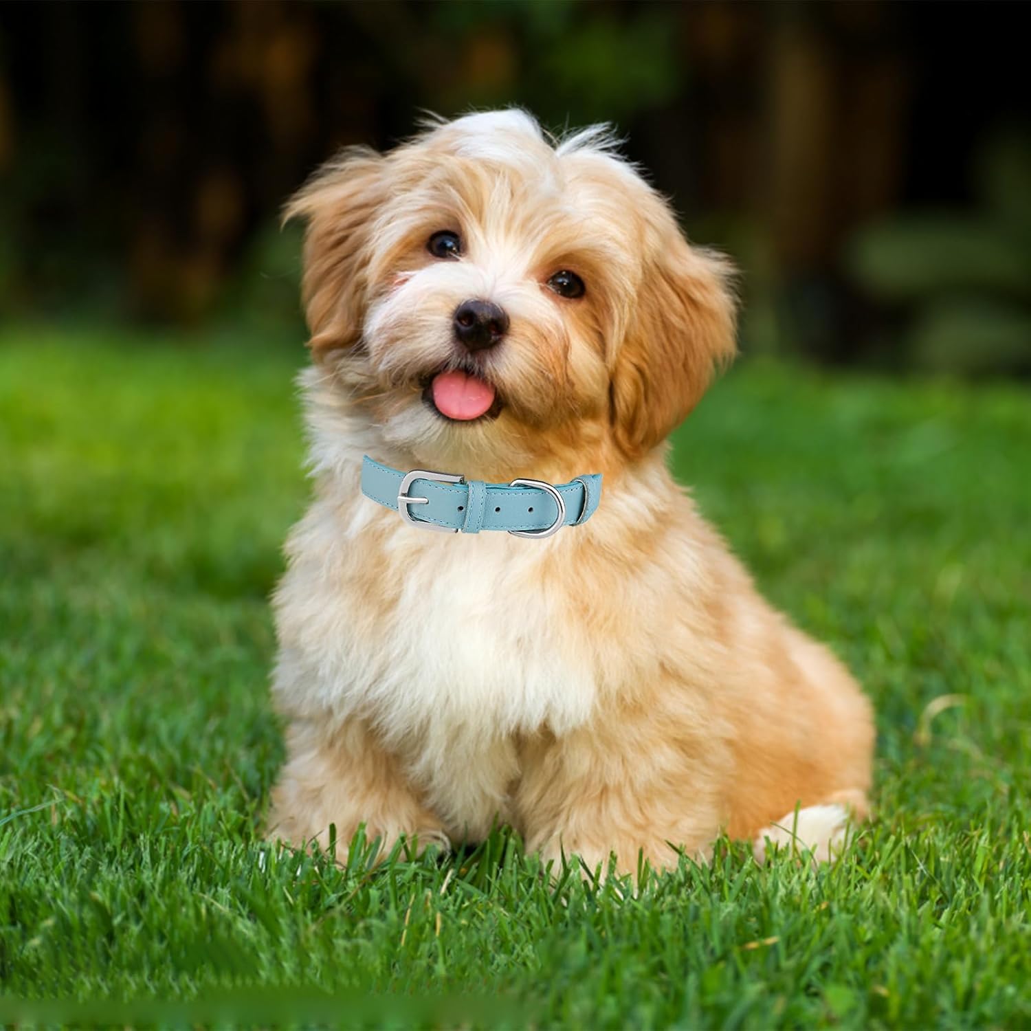 WimuPath Collar de cuero para perro pequeño, mediano y grande, ajustable, impermeable, con hebilla de aleación, resistente para cachorros y gatitos