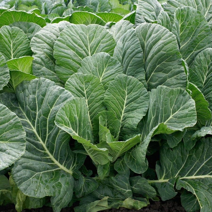 Park Seed, Top Chop Collard Seeds, paquete de 200 semillas