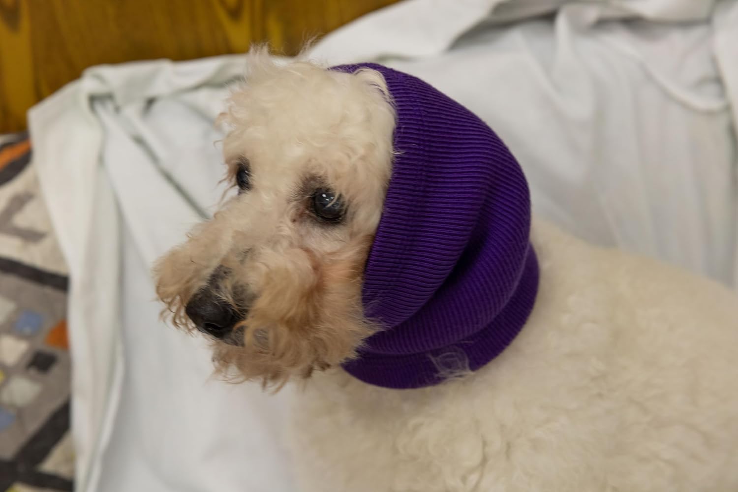 DDFS Orejeras medianas de aseo para perros, protección de ruido, orejeras con cancelación de ruido, protectores de oídos para perros, sin solapa,