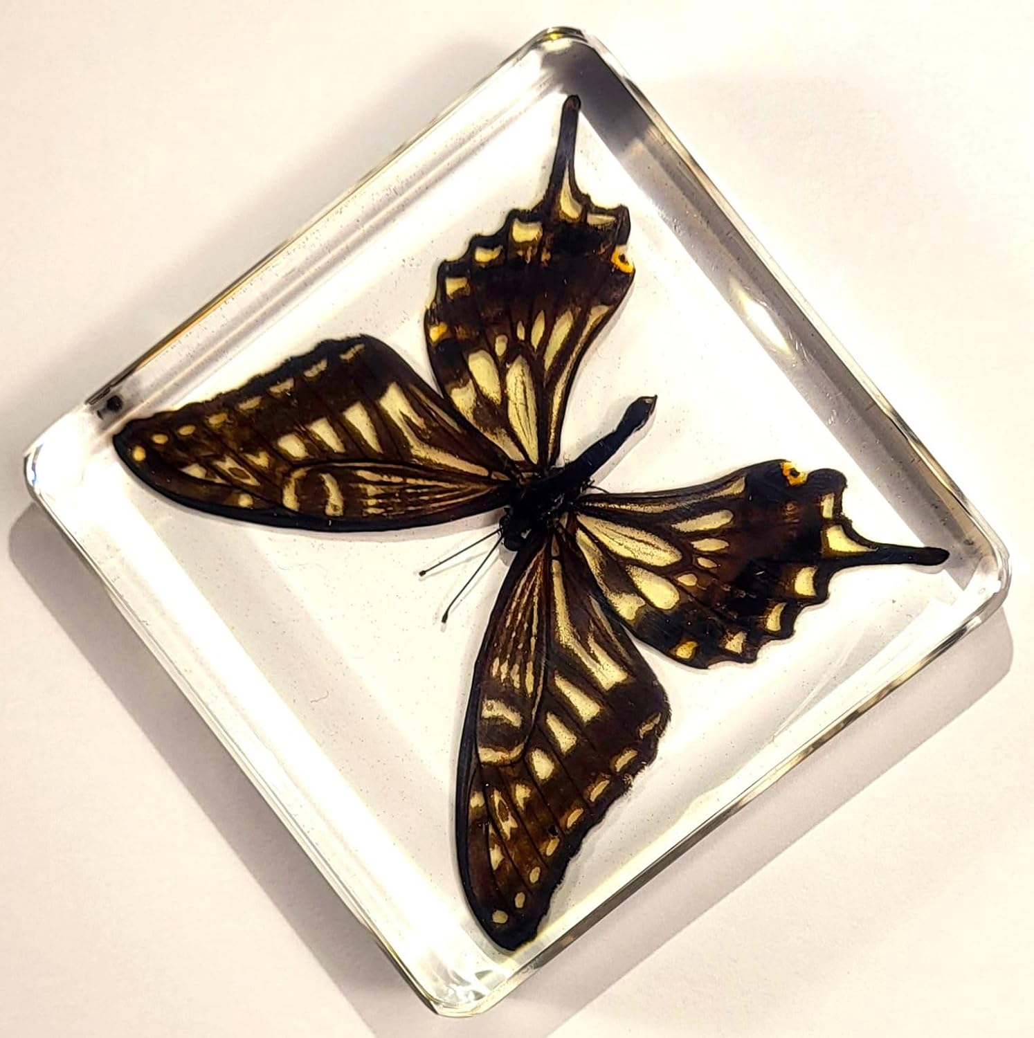 Mariposa de cola de golondrina real de 2.953 in en resina de lucita cristalina, colección de manualidades de taxidermia preservada para biología,