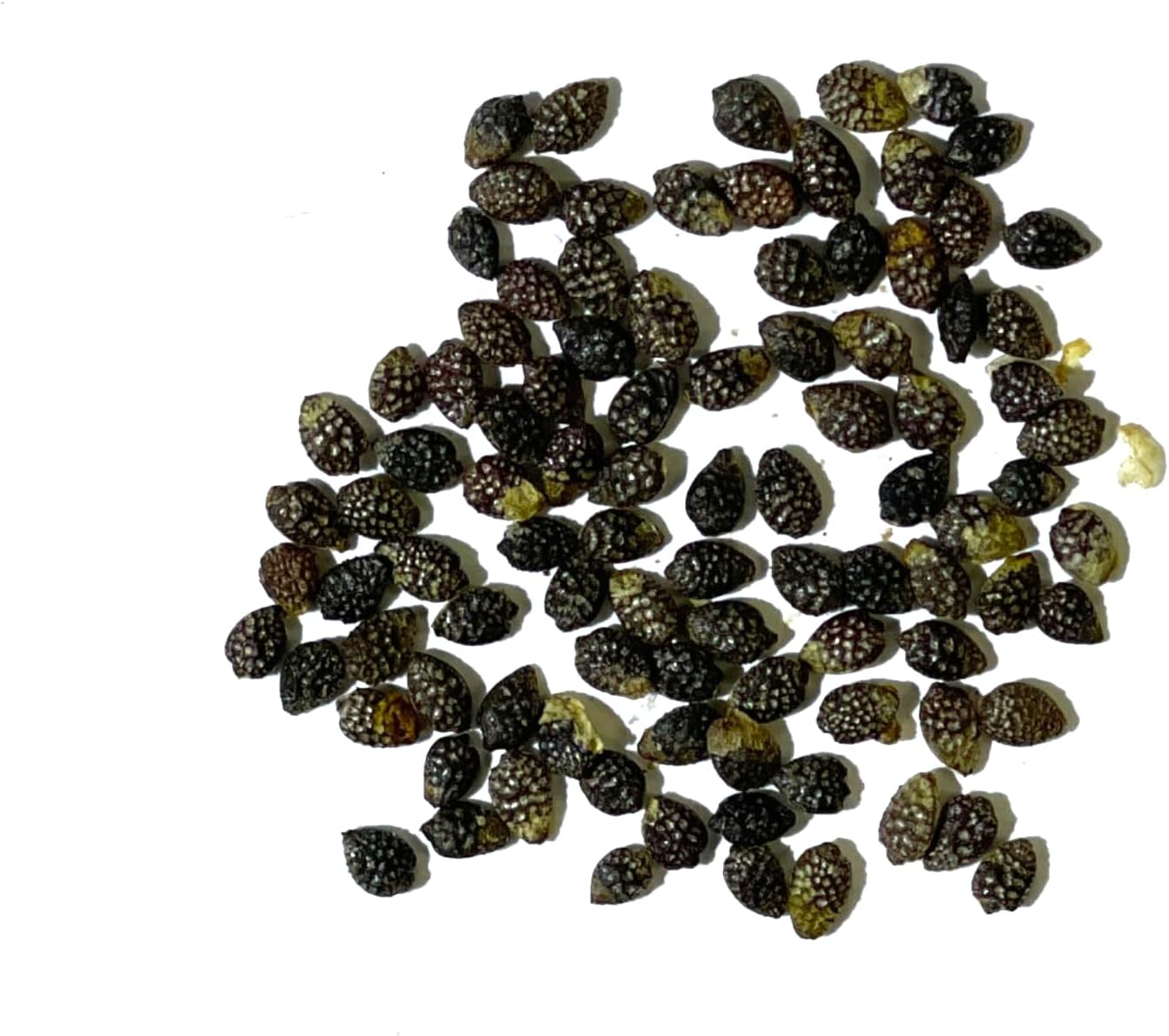Seed Needs, Royal Blue Semillas de flor de la pasión  100 semillas tradicionales para plantar passiflora caerulea  vid tropical polinizada abierta