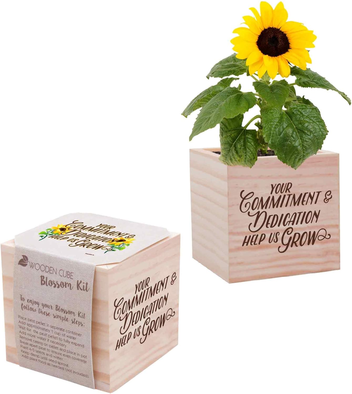 Cubo de planta padre