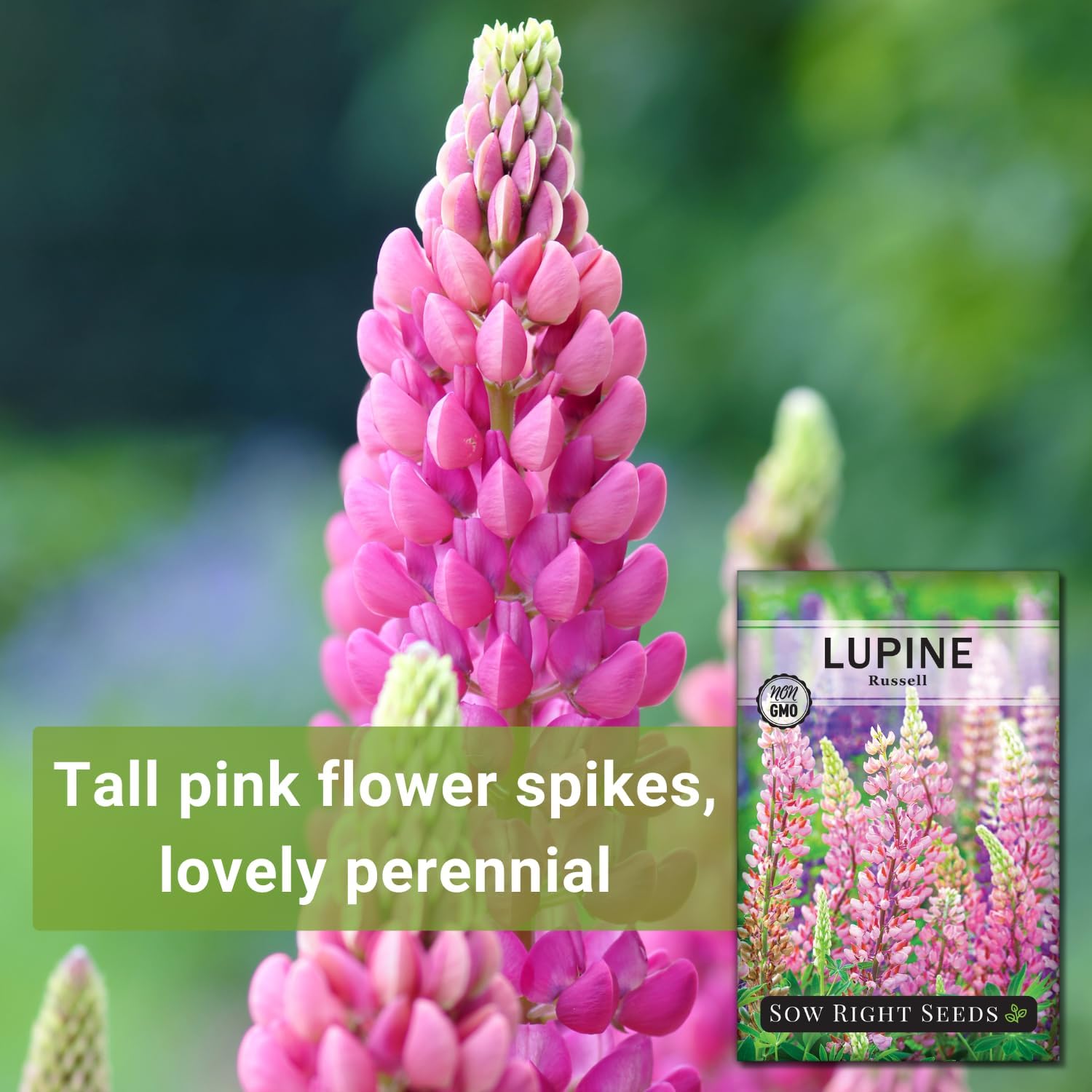 Sow Right Seeds – Semillas de altramuz Russell para plantar – Paquete de reliquia sin OMG con instrucciones para plantar en tu jardín – Flor perenne