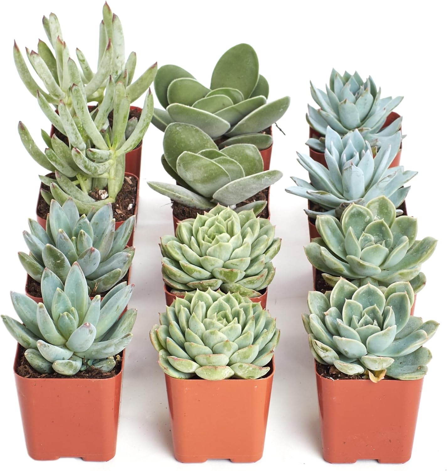Shop Succulents Colección de plantas suculentas azules y verdes, mini plantas suculentas vivas, bajo mantenimiento, mezcla de texturas, recuerdos de