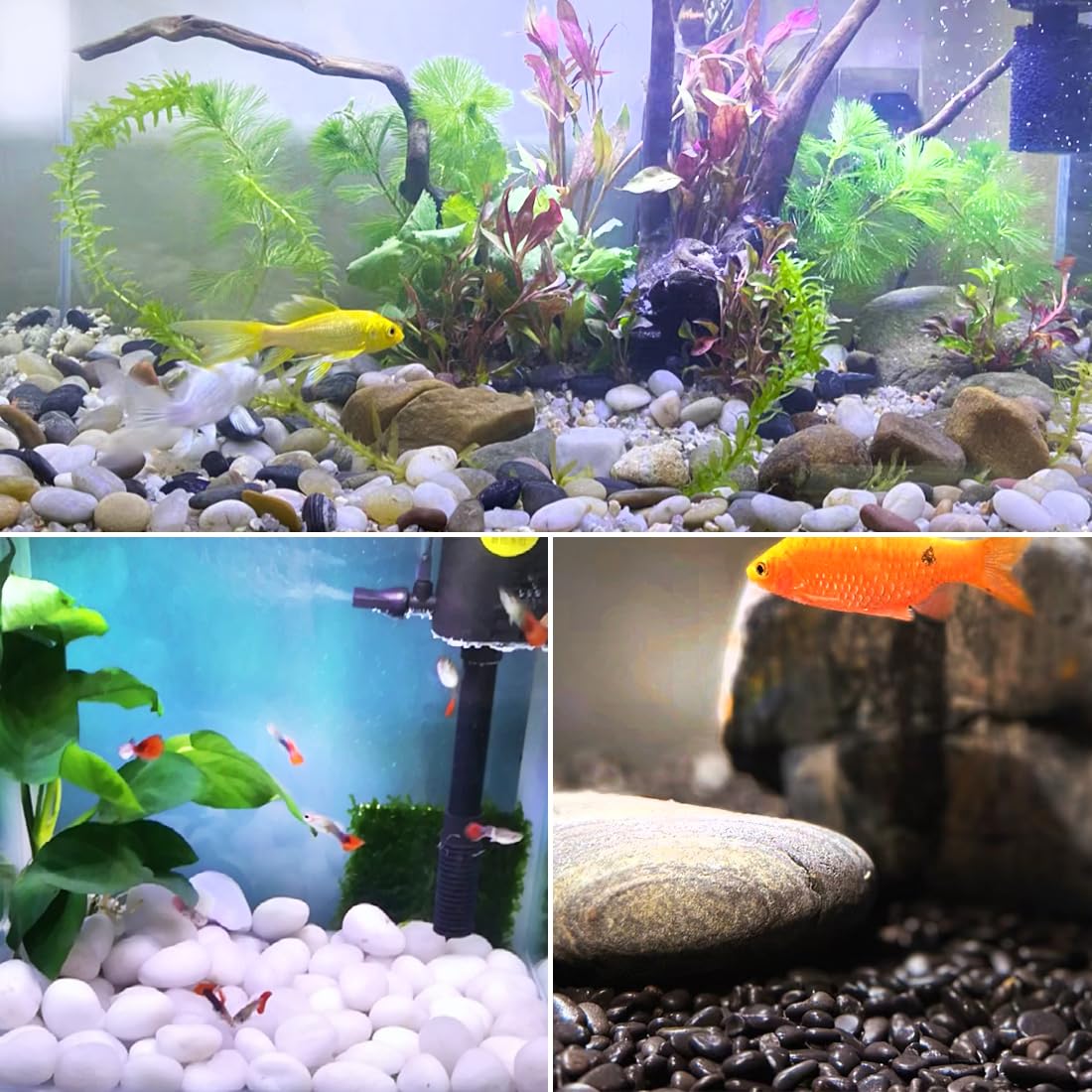 Rocas blancas de río de 40 libras para paisajismo, guijarros naturales de 2 a 3 pulgadas para plantas de interior, piedras decorativas altamente