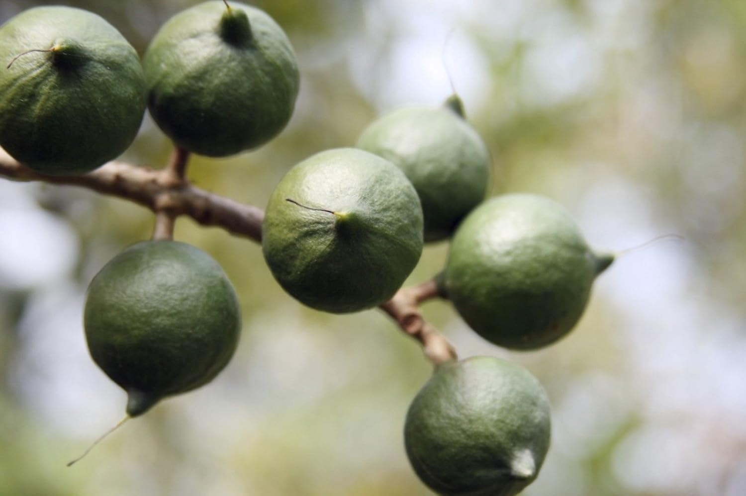 Nueces de macadamia – En cáscara (entera) Tamaño mediano (1 LB)