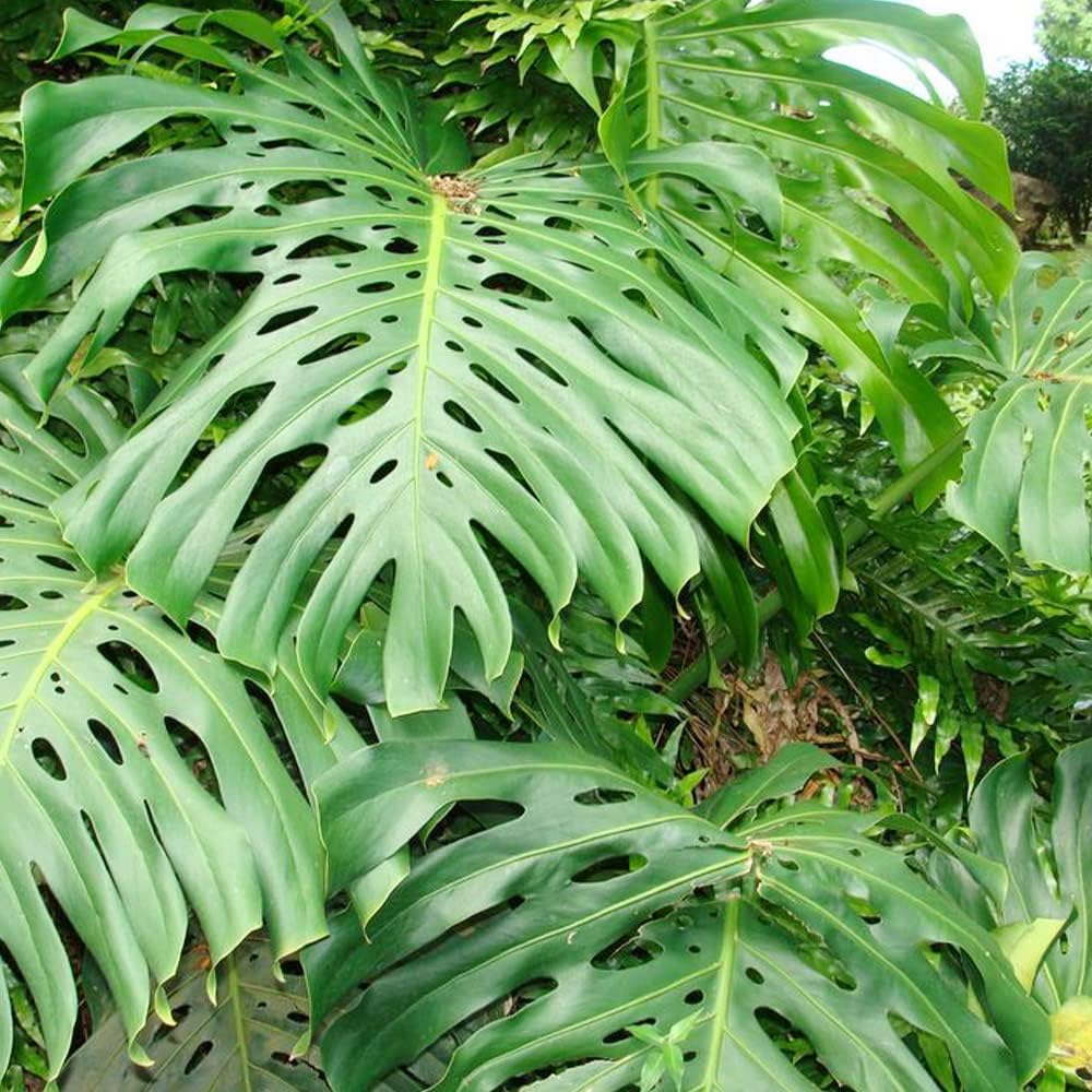 QAUZUY GARDEN 50 semillas Monstera, filodendro de hoja dividida, planta de queso suizo, hoja de ventana, semillas de ceriman, semillas de reliquia