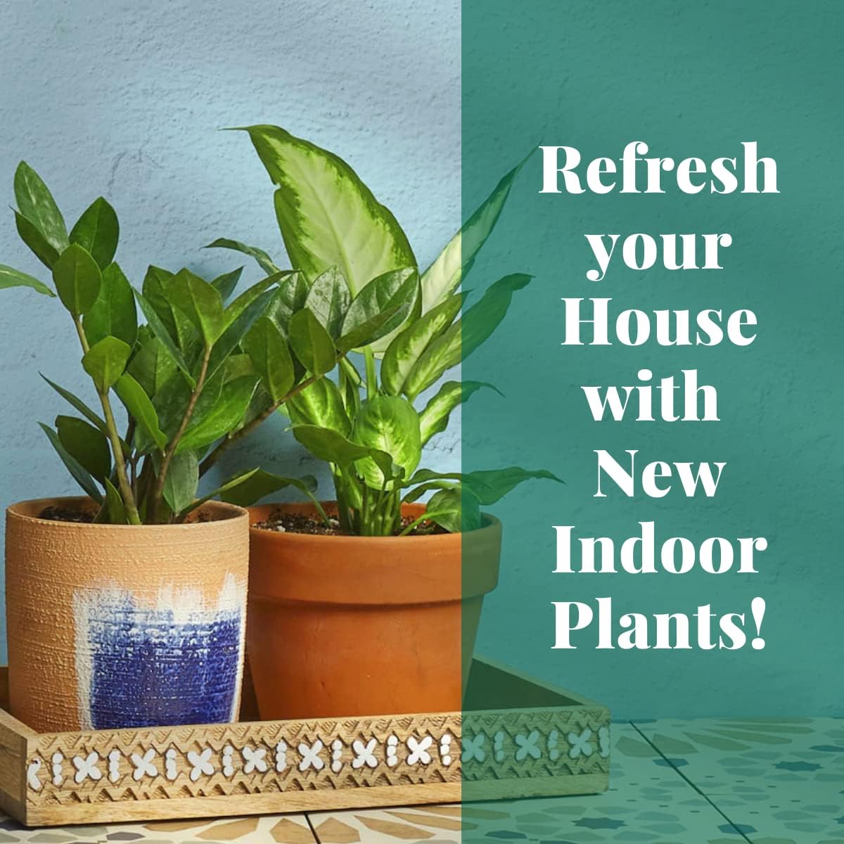 House Plant Shop  Palmera ‘cola de caballo’ – Maceta de 4 pulgadas  Planta de interior viva  Fácil de cuidar  Planta de decoración natural  Grandes