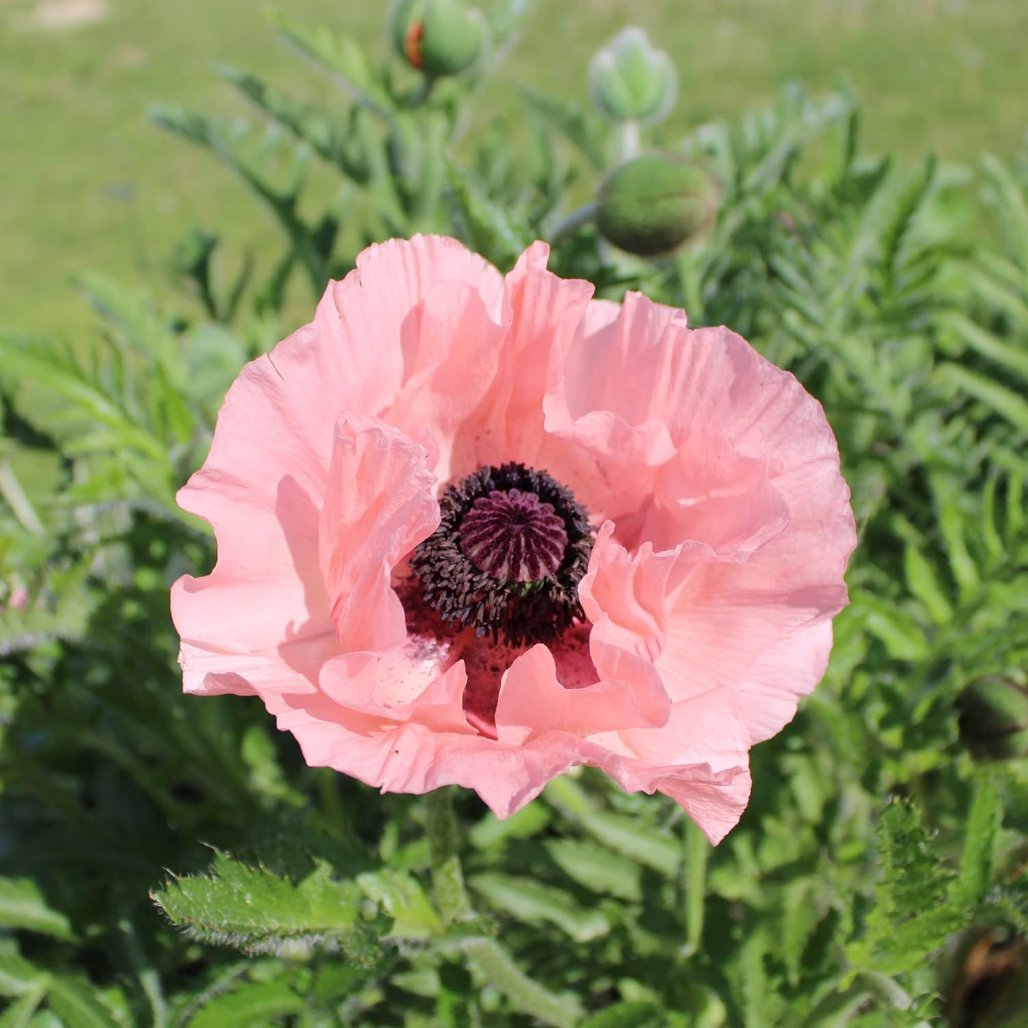 YEGAOL Garden – Semillas orientales de amapola oriental “Princesa Victoria Louise”, atrae polinizadores, bordes tolerantes a la sequía, ciervos y