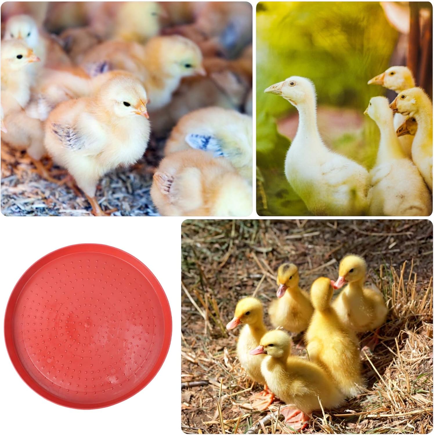 Happyyami Alimentador de aves de corral Bandeja de alimentación de alimentos Bebedor de agua Placas de alimentación Contenedor para Pollo Ganso