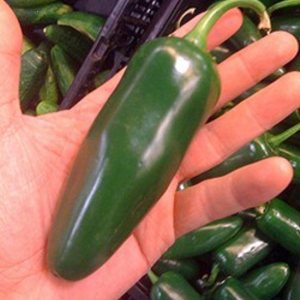 Semillas gigantes de pimienta jalapeño enormes PODS grandes rellenos MILD.(50 – Semillas) Semillas gigantes de pimienta jalapeño enormes PODS grandes rellenos MILD.(50 – Semillas)