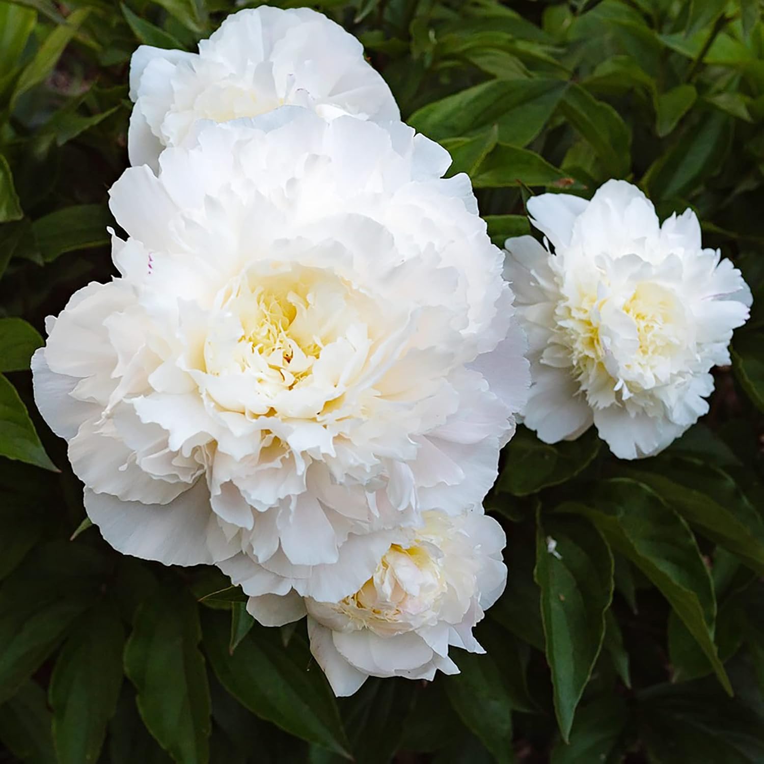 YEGAOL Garden – Semillas de peonía blanca de duquesa perenne, atraen mariposas, ciervos y conejos, resistentes a los ciervos y conejos, de bajo