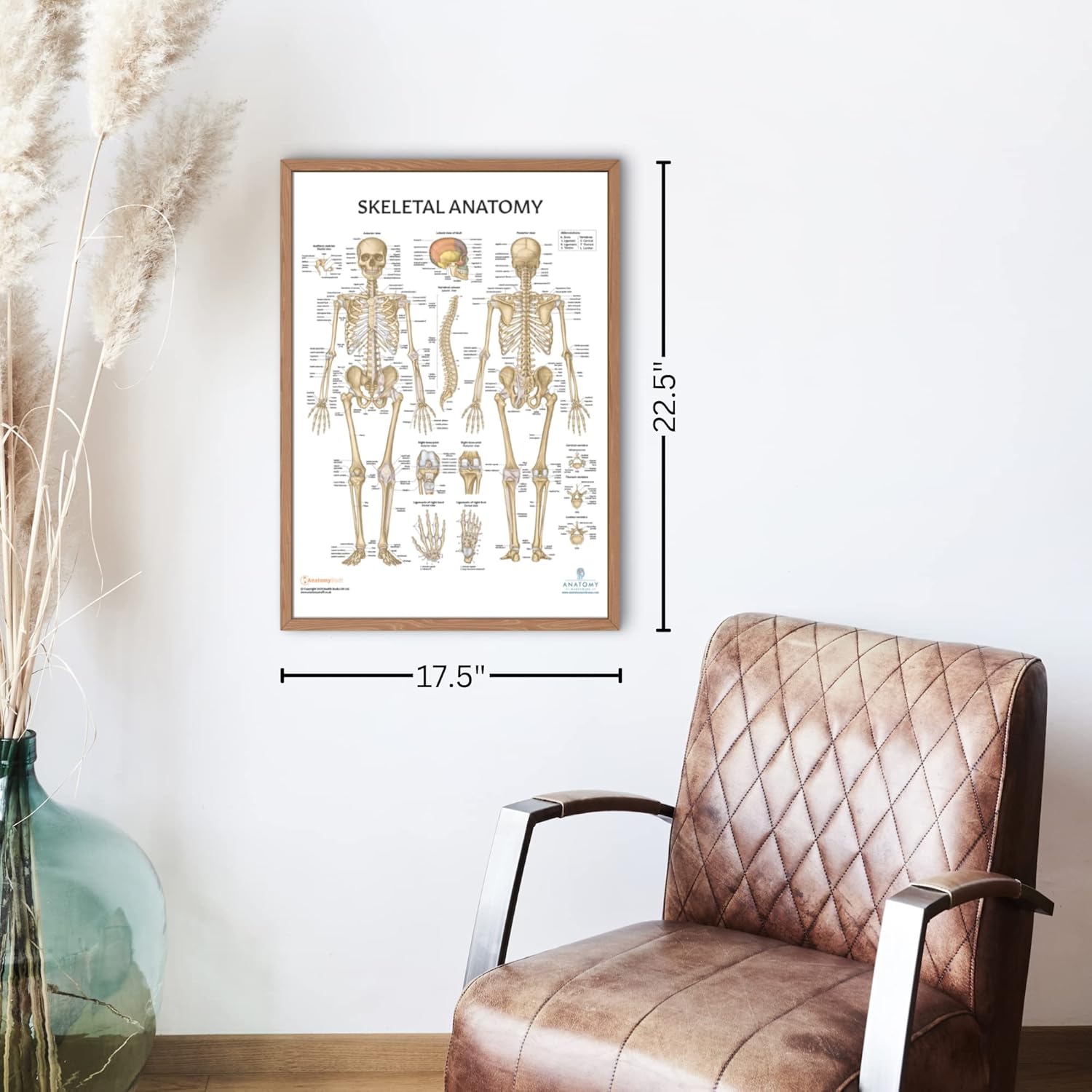 Anatomy Lab Paquete de 5 pósteres de anatomía, laminado, muscular, esquelético, yoga, estiramiento y pilates, póster de anatomía y fisiología, 17.3