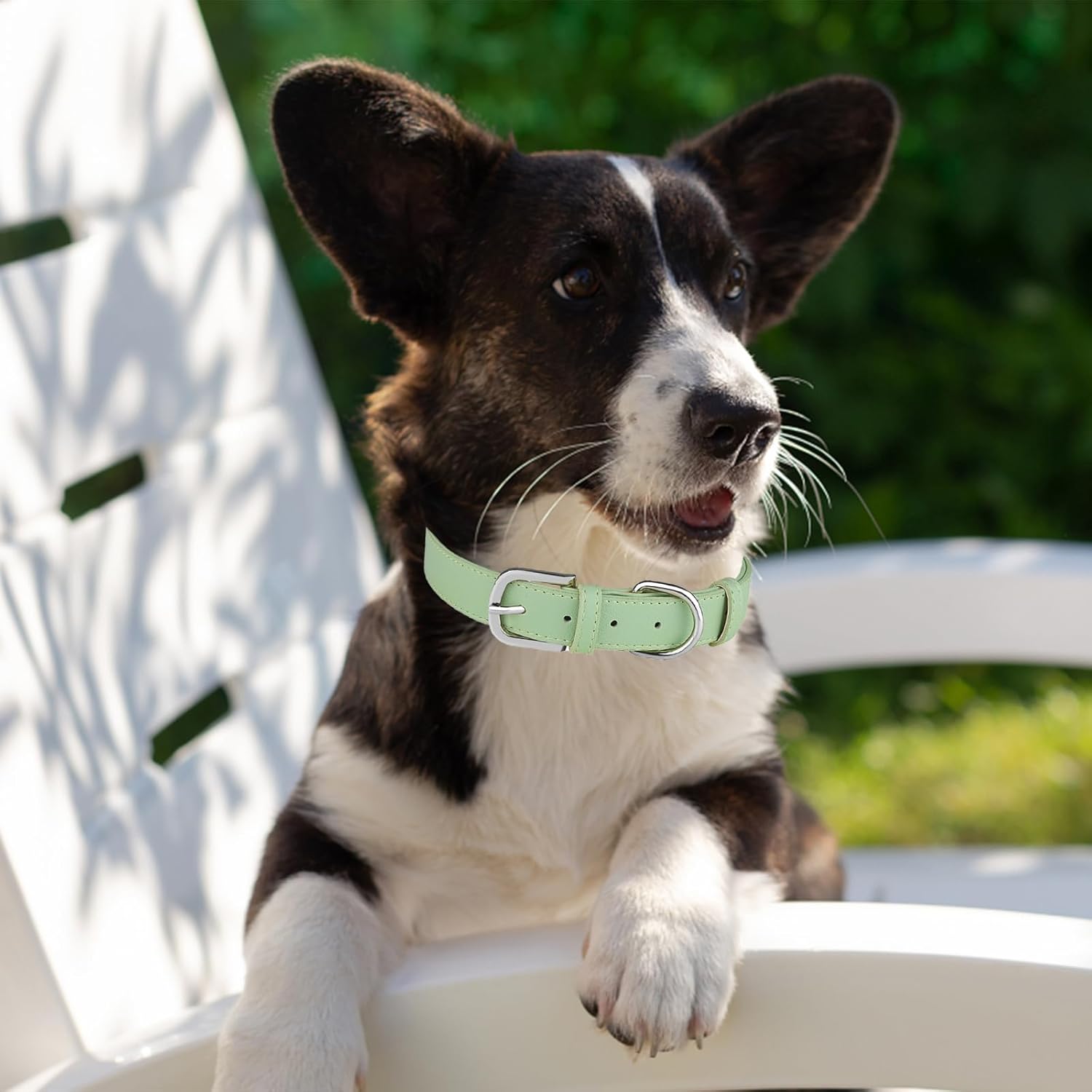 Collar de cuero para perro pequeño, mediano y grande, ajustable, impermeable, con hebilla de aleación, resistente para cachorros y gatitos