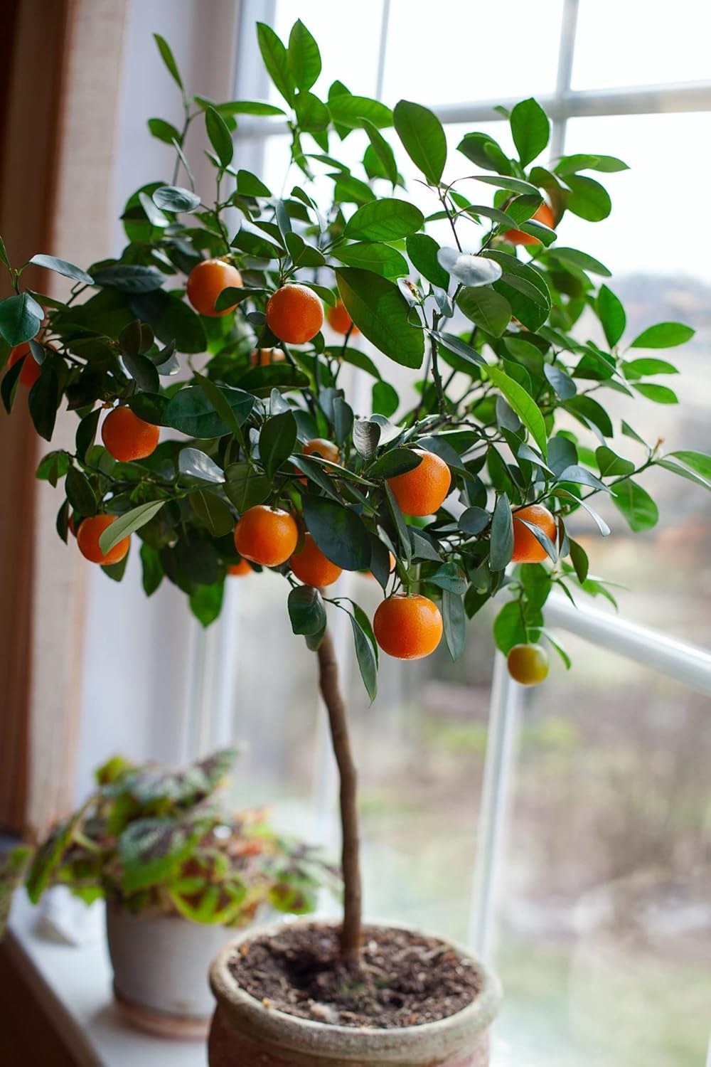‘s Premium Orange Tree – Mezcla de tierra para macetas de drenaje rápido para cultivar y trasplantar Citrus Sinensis – 3 cuartos de galón