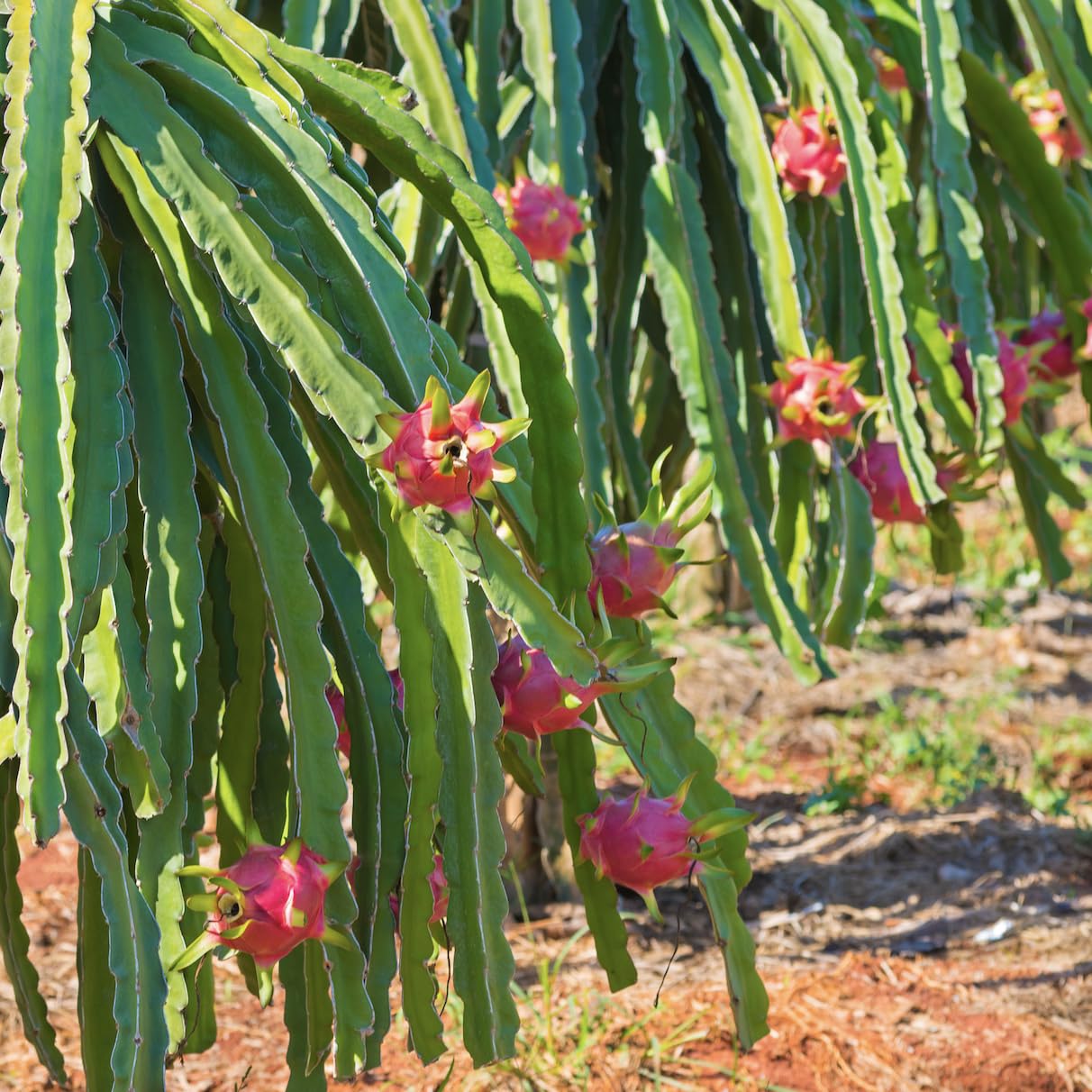 Wilderness Poets Polvo de fruta de dragón liofilizado – Pitahaya rosa (32 onzas)