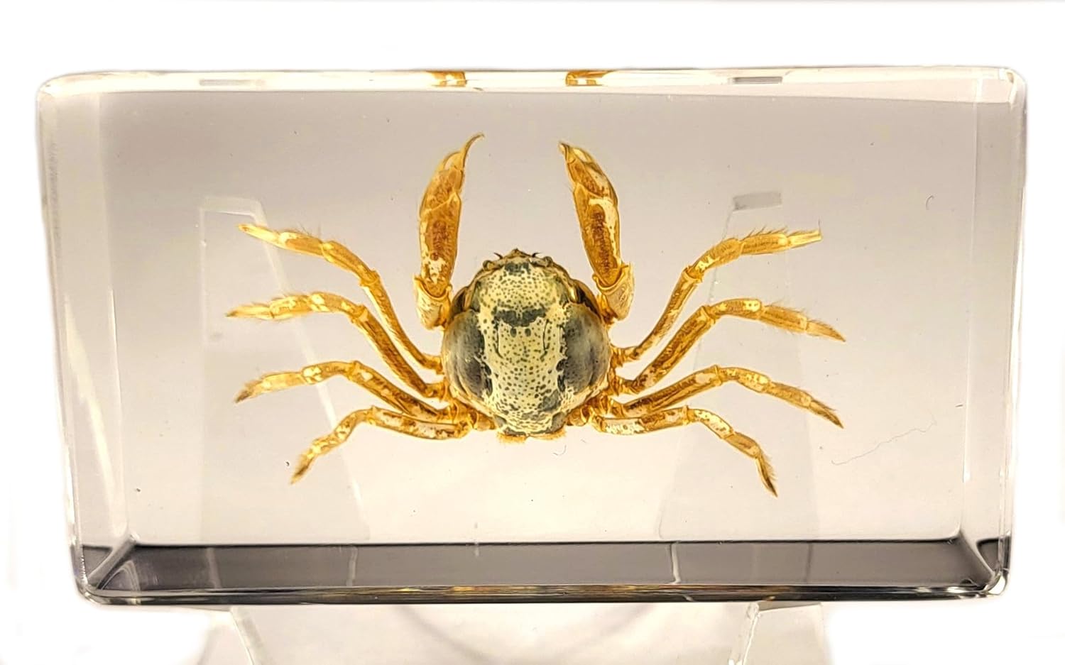 Cangrejo real de 2.874 in en resina de lucita cristalina, muestra preservada Mictyris Brevidactylus Sea Marine Aimal Taxidermia Colección de