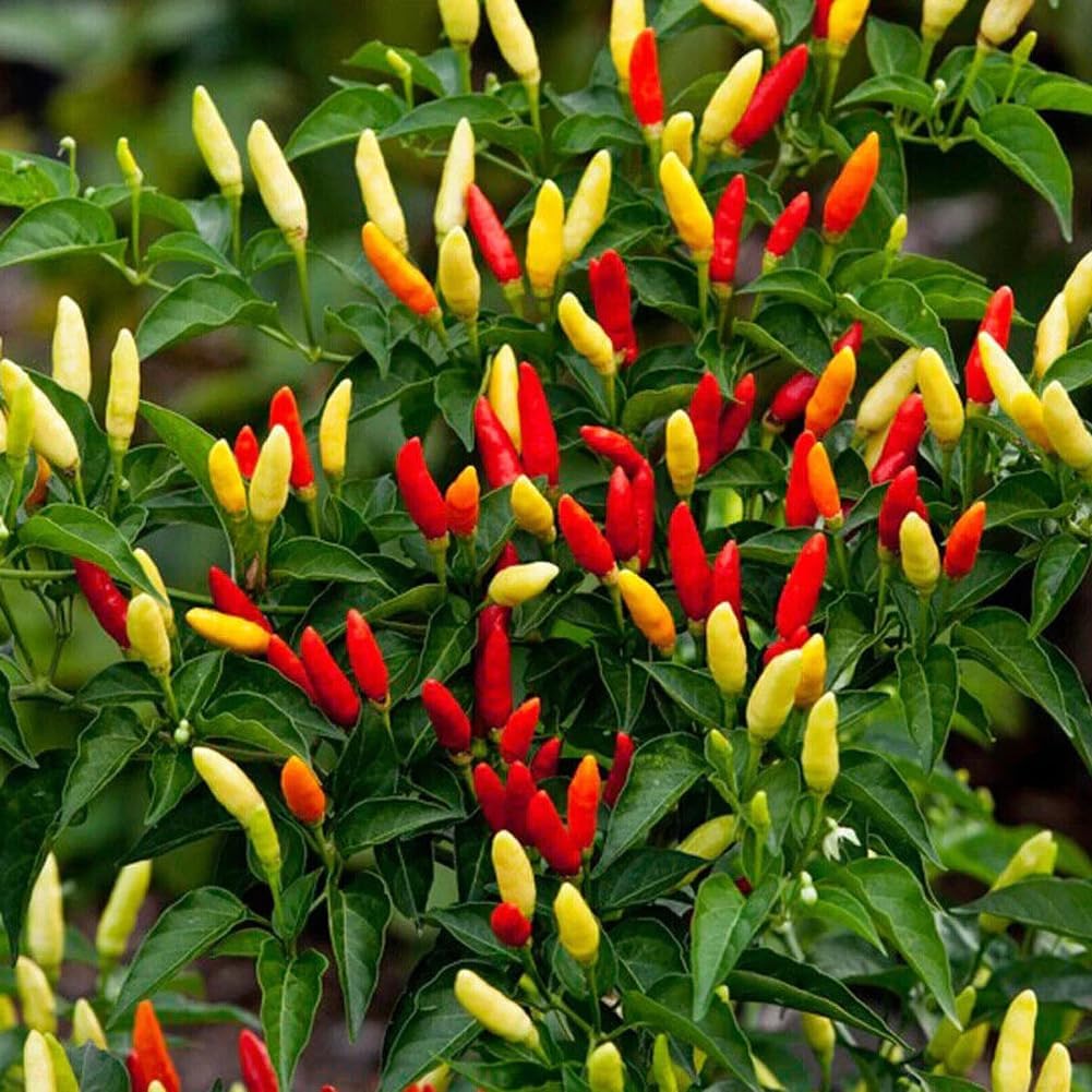 100 semillas de chile Tabasco Capiscum frutescens Semillas de plantas