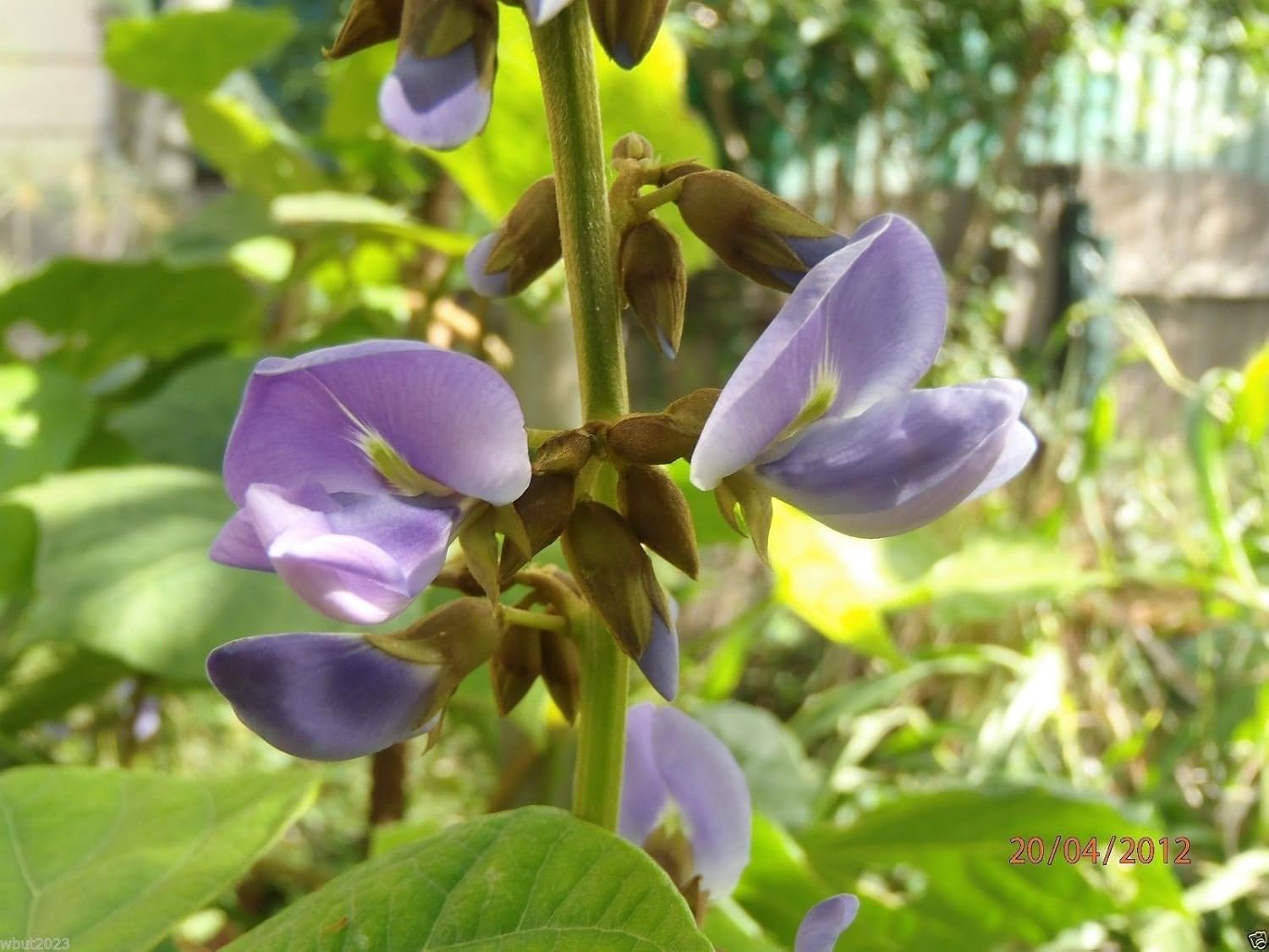 True Jicama Seeds, Pachyrhizus erosus a.K.a, frijol de ñame trepador, nabo mexicano (40 semillas)