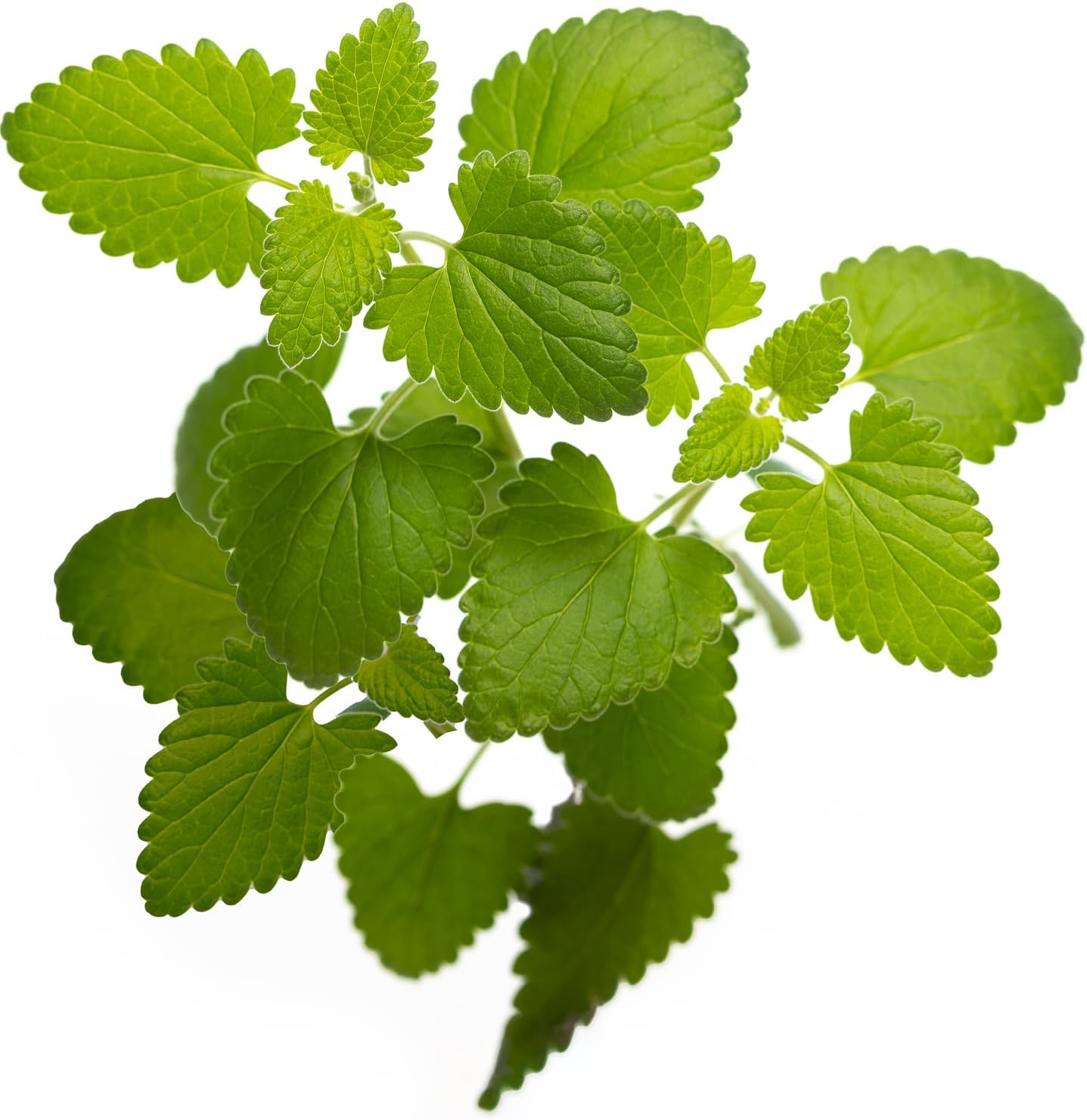 Semillas de hierba gatera – Nepeta cataria para plantar, más de 2200 semillas de hierbas, cultivo en interiores o exteriores, reliquia, sin OMG, a