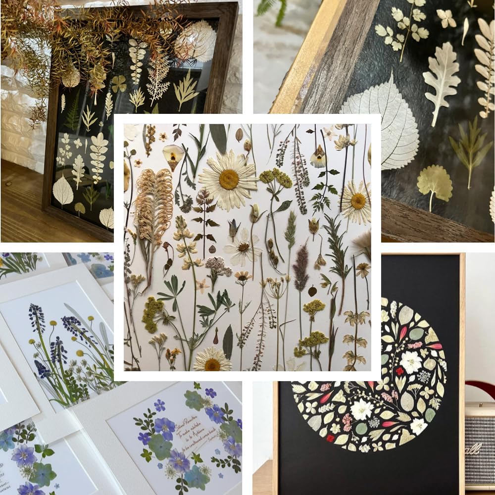 Buzidao Flores secas prensadas, más de 60 piezas de flores prensadas naturales para resina, arte de uñas, álbumes de recortes, velas, tarjeta de