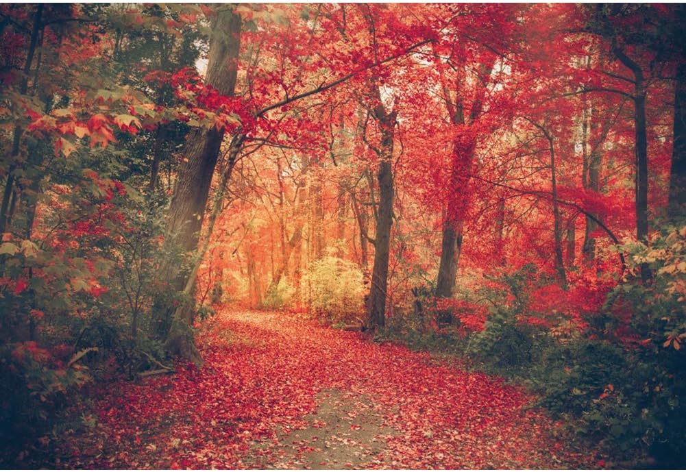 OERJU Telón de fondo de bosque de arce otoñal de 7 x 5 pies, otoño, puesta de sol, bosque, camino, hojas rojas, camino, paisaje natural, fotografía,