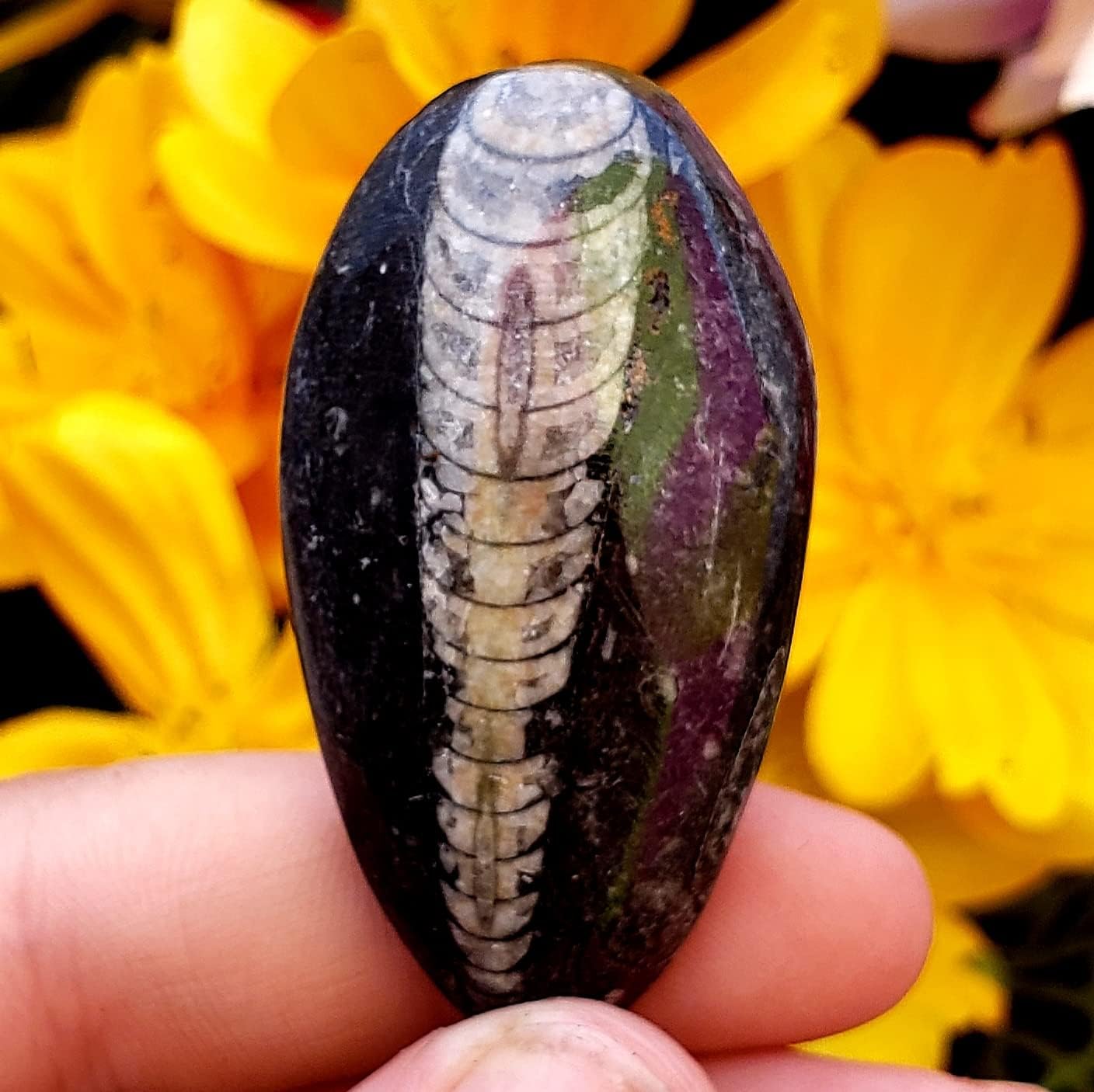 Orthoceras – Espécimen de piedra fósil natural de reiki curativo metafísico de cristal de chakras, juego de 2 piezas, transparente
