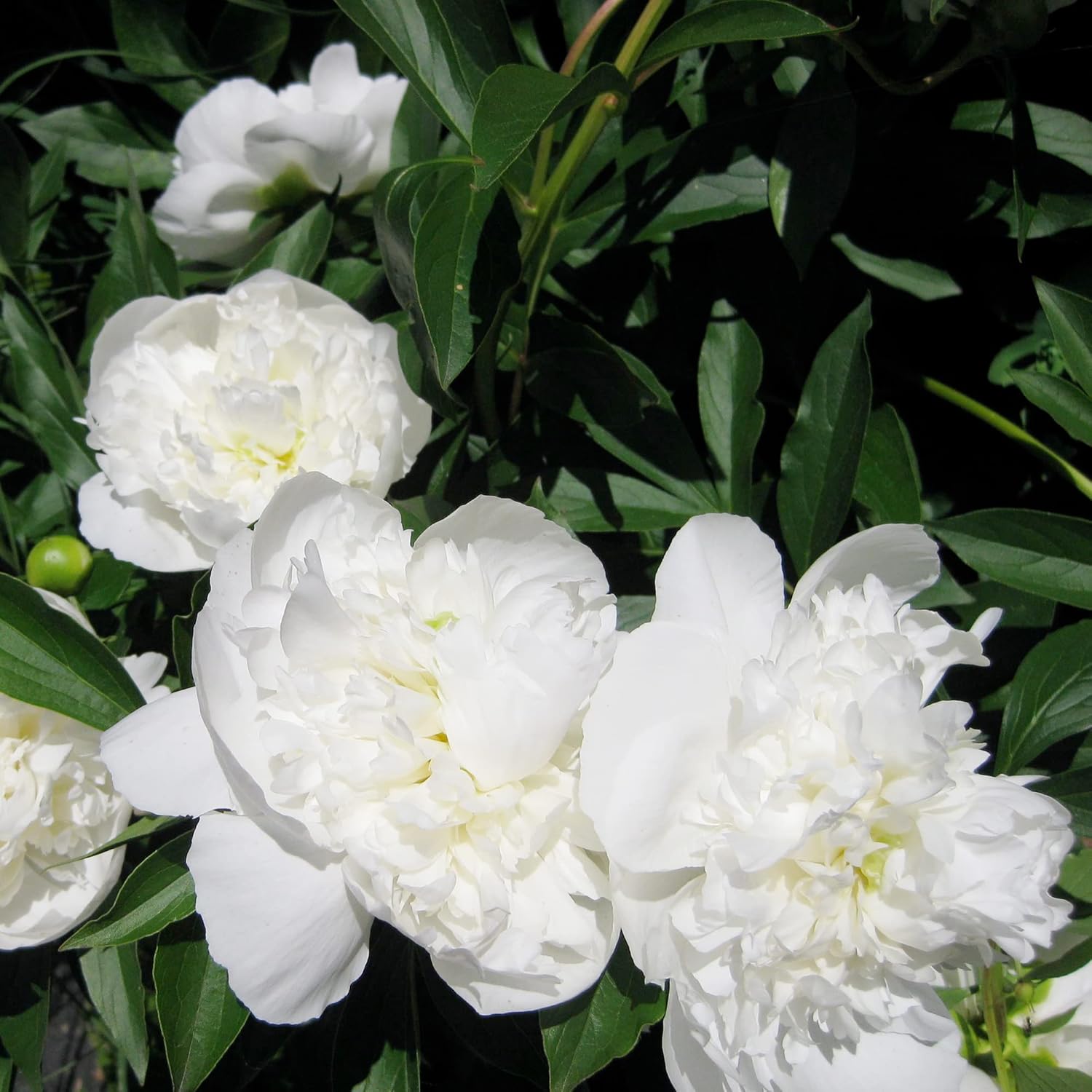 YEGAOL Garden – Semillas de peonía blanca de duquesa perenne, atraen mariposas, ciervos y conejos, resistentes a los ciervos y conejos, de bajo
