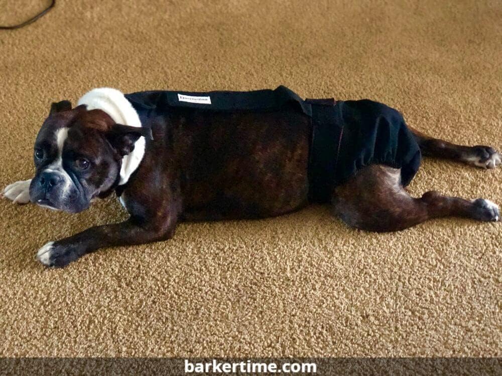 Pañal negro para perro, XXL, con orificio para la cola, fabricado en Estados Unidos