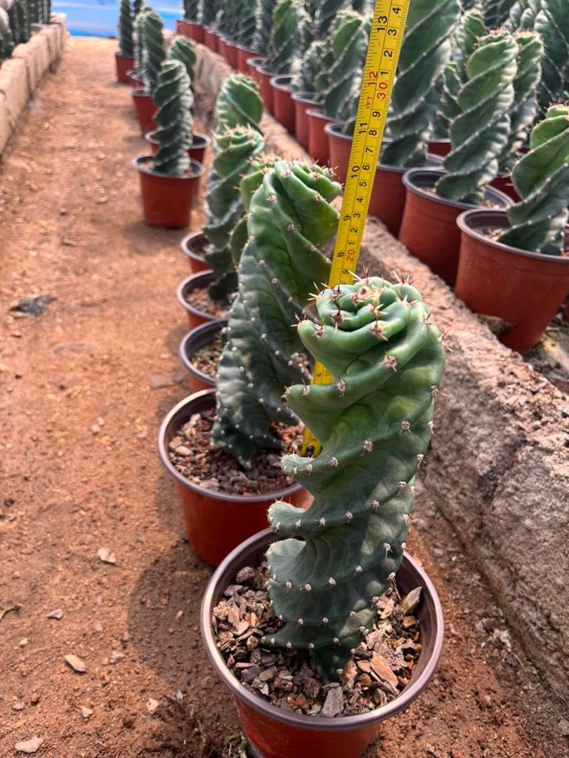 Cactus espiral  Cereus forbesii ‘Spiralis’  Suculenta rara retorcida  Cactus Tornado  Plantas de interior con raíces vivas (9 pulgadas)