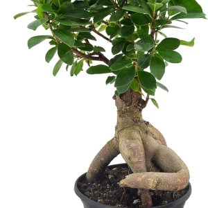 Arcadia Garden Products LV62 Ginseng Ficus – Planta bonsái de interior en maceta de plástico de 6 pulgadas, 6 pulgadas, color verde, no se puede Arcadia Garden Products LV62 Ginseng Ficus – Planta bonsái de interior en maceta de plástico de 6 pulgadas, 6 pulgadas, color verde, no se puede