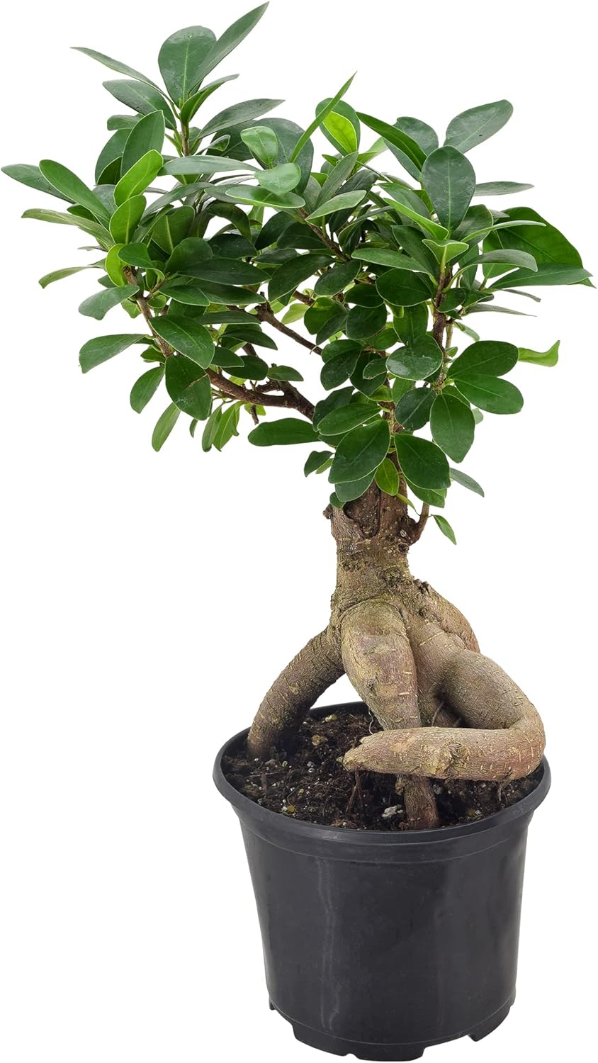 Arcadia Garden Products LV62 Ginseng Ficus – Planta bonsái de interior en maceta de plástico de 6 pulgadas, 6 pulgadas, color verde, no se puede