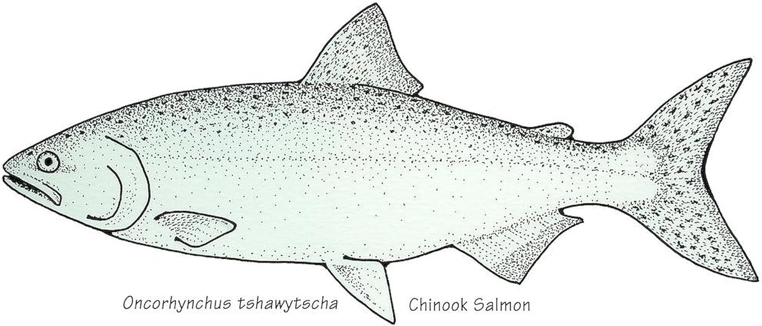 CafePress Chinook – Taza de café de cerámica (11.0 fl oz) con salmón