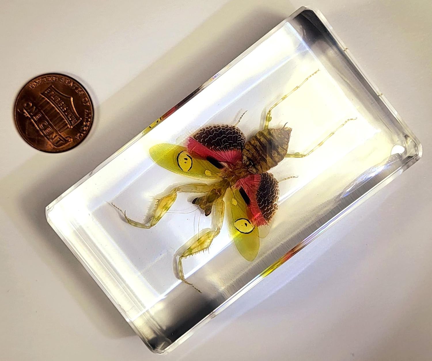 Mantis de flores auténticas joyas de 2.9 pulgadas en resina de lucite cristalina, espécimen preservado de creobroter gemmatus insecto colección de