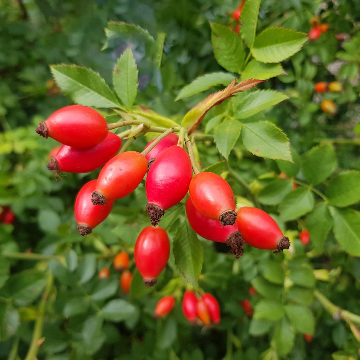 YEGAOL Garden – Semillas de rosa mosqueta, frutas y bayas, valor nutricional utilizado en tés de hierbas, mermeladas y jaleas, bordes para