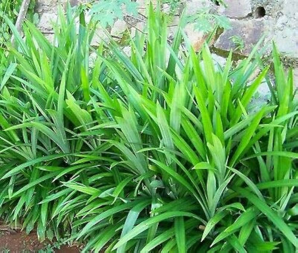 Nuevas semillas frescas de plantas de pandan 10pcs Generic
