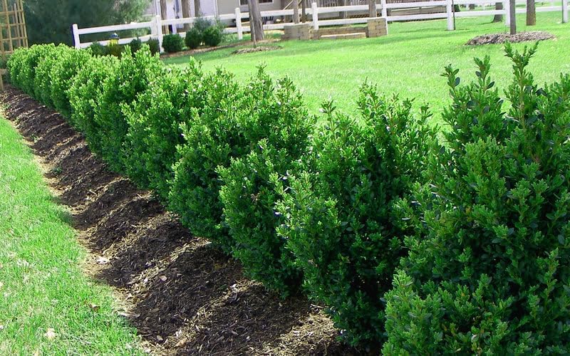 Green Mountain Boj  2 plantas vivas de tamaño galón  Elegante árbol de hoja perenne en forma de pirámide, ideal para topiario y paisajismo,