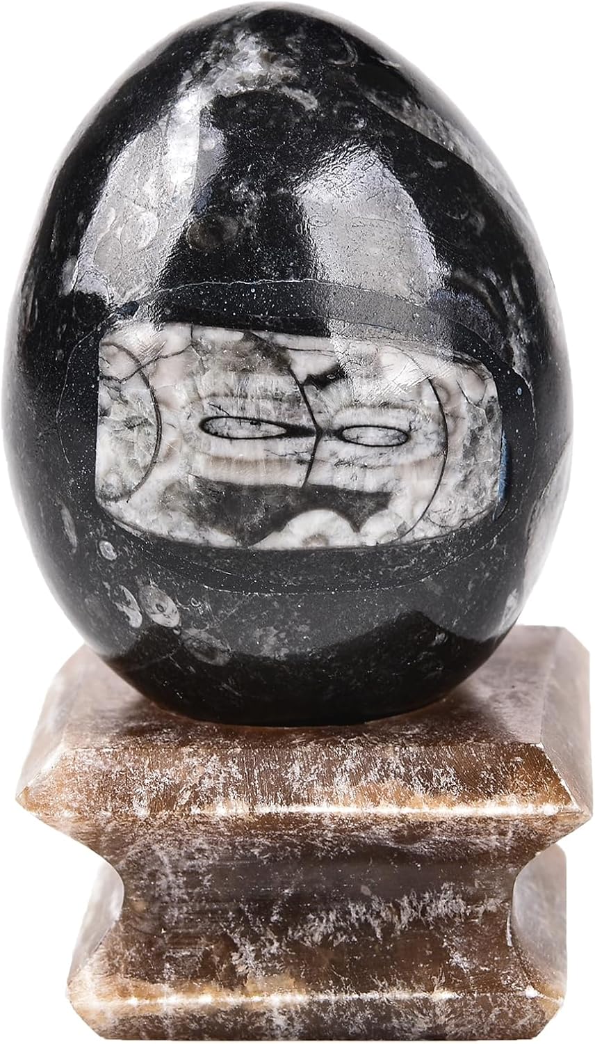 AMOYSTONE Orthoceras Huevo negro con base de piedra natural para curar reiki decoración del hogar, tamaño mediano, altura individual 2.5-3 pulgadas