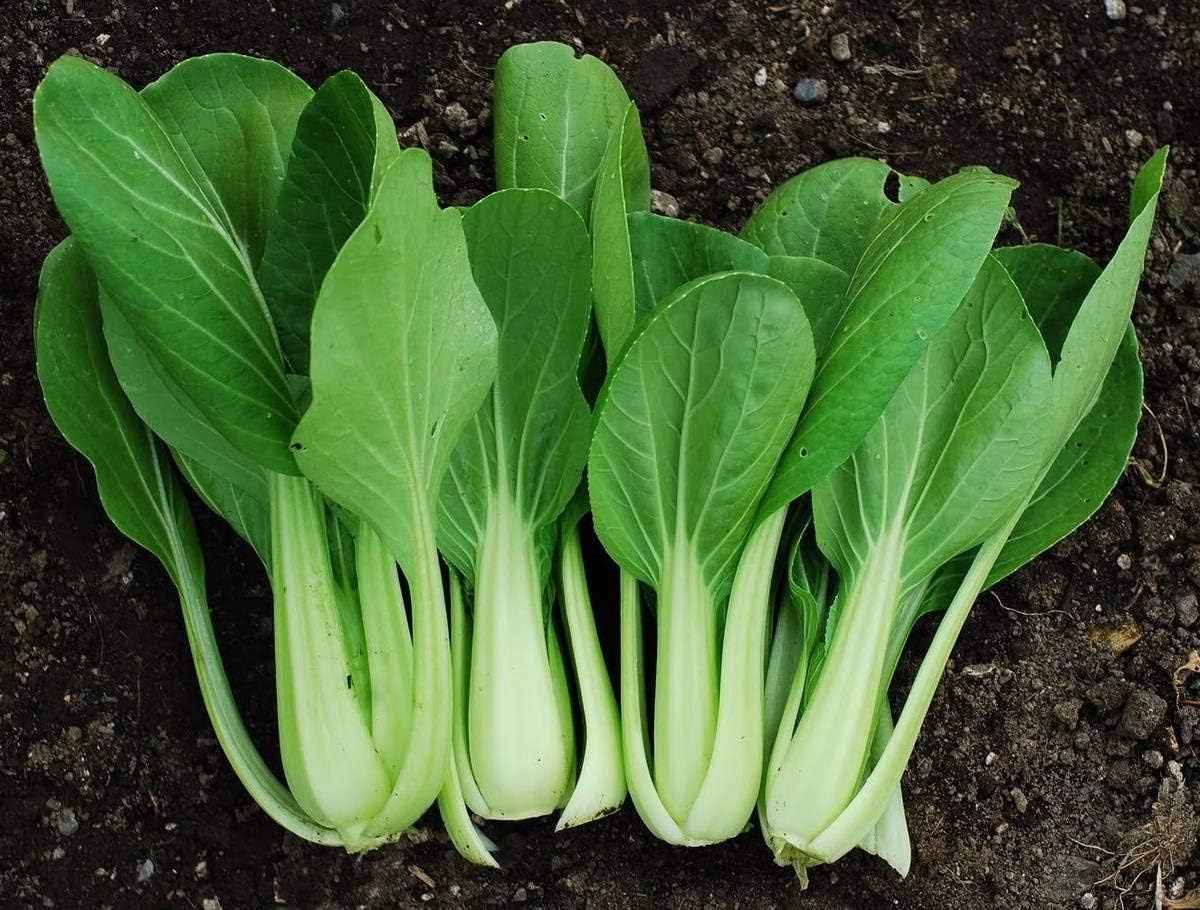 Semillas Chino Col Bok Choy Heirloom Vegetales No OGM