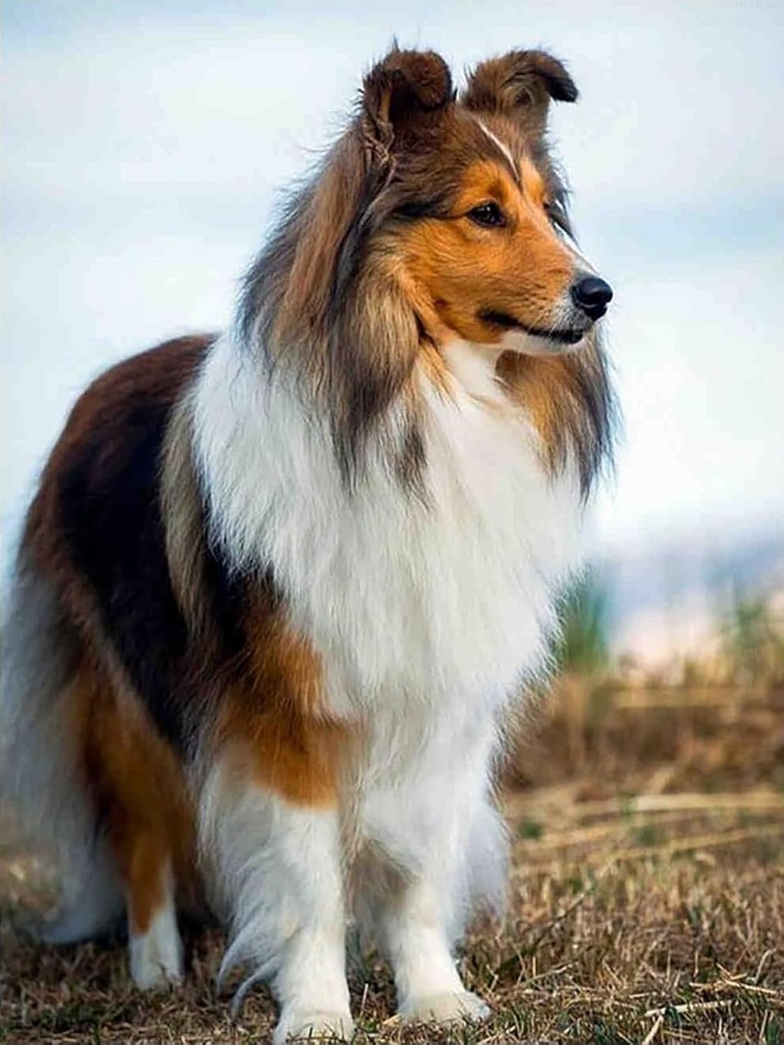 Kit de pintura de diamantes 5D para bricolaje, Sheltie Dog Adulto, redondo, diamantes de imitación, bordado, punto de cruz, arte, manualidades,