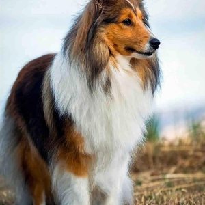 Kit de pintura de diamantes 5D para bricolaje, Sheltie Dog Adulto, redondo, diamantes de imitación, bordado, punto de cruz, arte, manualidades, Kit de pintura de diamantes 5D para bricolaje, Sheltie Dog Adulto, redondo, diamantes de imitación, bordado, punto de cruz, arte, manualidades,